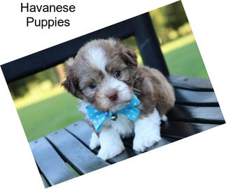 Havanese Puppies