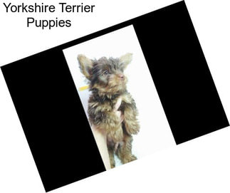 Yorkshire Terrier Puppies