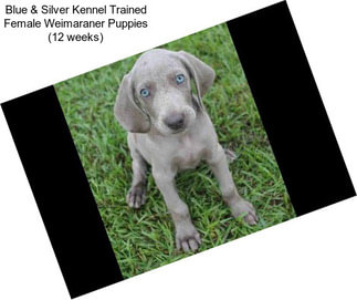 Blue & Silver Kennel Trained Female Weimaraner Puppies (12 weeks)