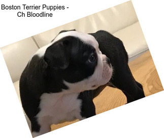 Boston Terrier Puppies - Ch Bloodline