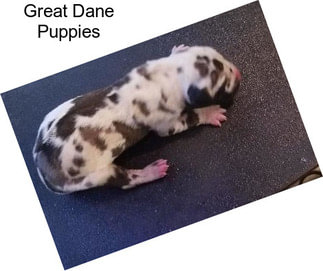 Great Dane Puppies