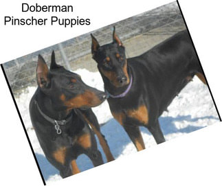 Doberman Pinscher Puppies