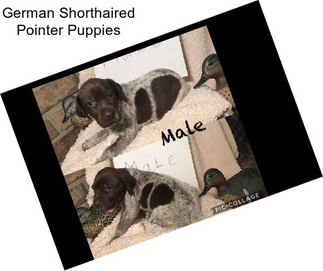 German Shorthaired Pointer Puppies