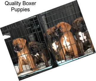 Quality Boxer Puppies