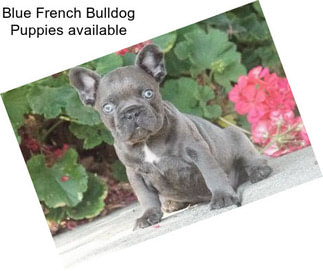 Blue French Bulldog Puppies available
