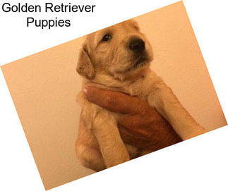 Golden Retriever Puppies