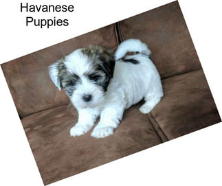 Havanese Puppies