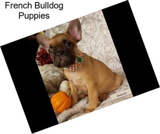 French Bulldog Puppies