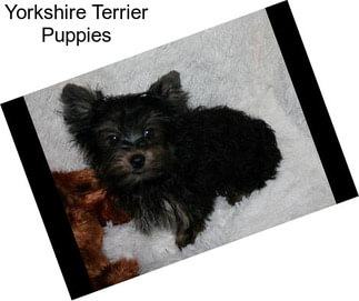 Yorkshire Terrier Puppies