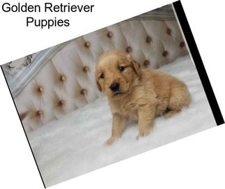 Golden Retriever Puppies