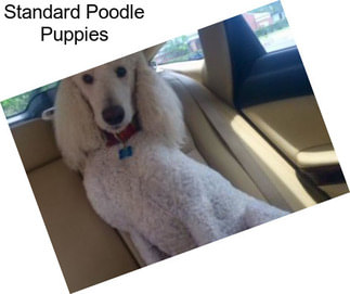 Standard Poodle Puppies