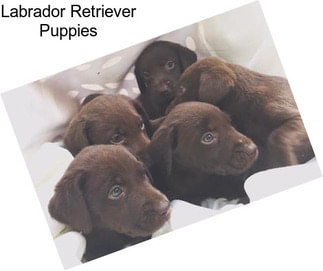 Labrador Retriever Puppies