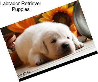 Labrador Retriever Puppies