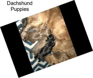 Dachshund Puppies