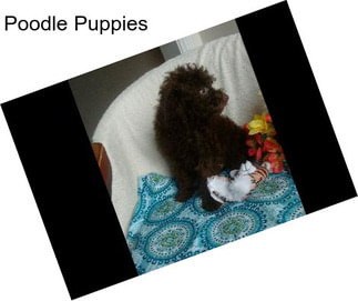 Poodle Puppies