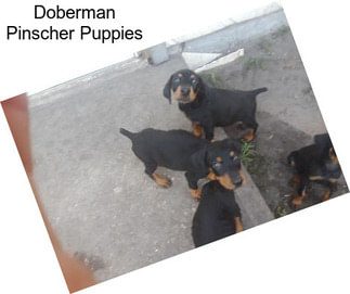 Doberman Pinscher Puppies