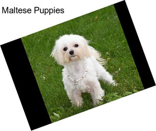 Maltese Puppies