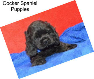 Cocker Spaniel Puppies