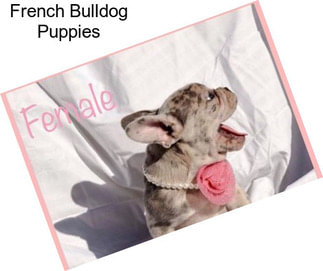 French Bulldog Puppies