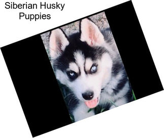 Siberian Husky Puppies