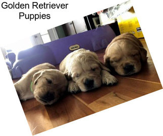 Golden Retriever Puppies