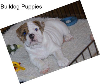 Bulldog Puppies