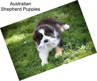 Australian Shepherd Puppies