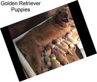 Golden Retriever Puppies