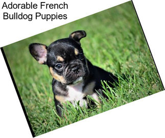 Adorable French Bulldog Puppies