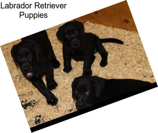 Labrador Retriever Puppies