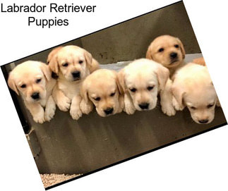 Labrador Retriever Puppies