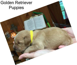 Golden Retriever Puppies