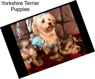 Yorkshire Terrier Puppies