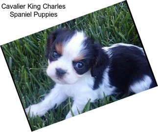 Cavalier King Charles Spaniel Puppies