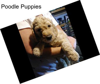 Poodle Puppies