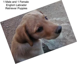 1 Male and 1 Female  English Labrador Retriever Puppies