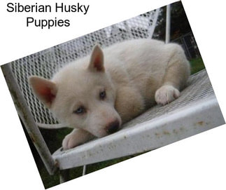 Siberian Husky Puppies