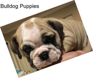 Bulldog Puppies