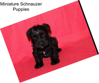 Miniature Schnauzer Puppies