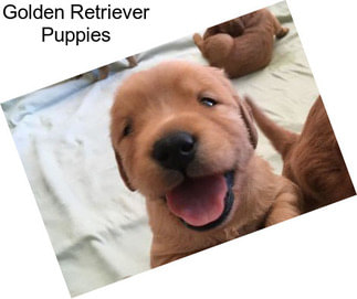 Golden Retriever Puppies