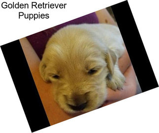 Golden Retriever Puppies