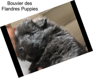 Bouvier des Flandres Puppies