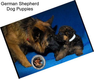 German Shepherd Dog Puppies