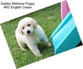 Golden Retriever Puppy AKC English Cream