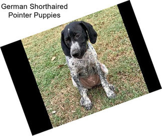 German Shorthaired Pointer Puppies