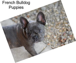 French Bulldog Puppies