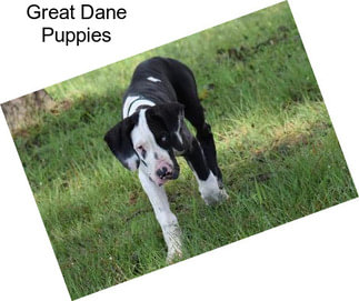 Great Dane Puppies