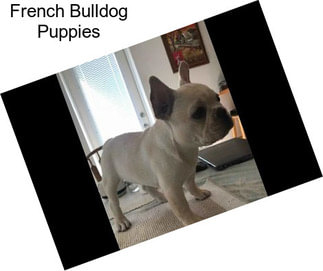 French Bulldog Puppies