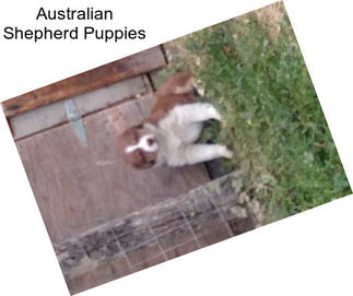 Australian Shepherd Puppies