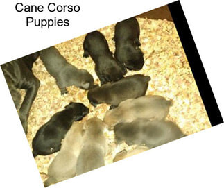 Cane Corso Puppies